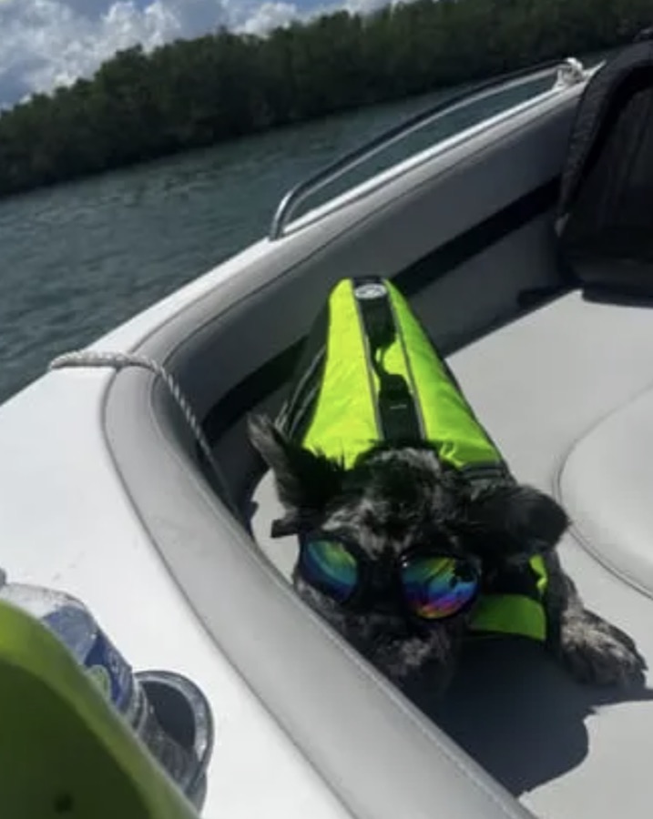 French bulldog resting on a boat seat in a hi-vis life jacket