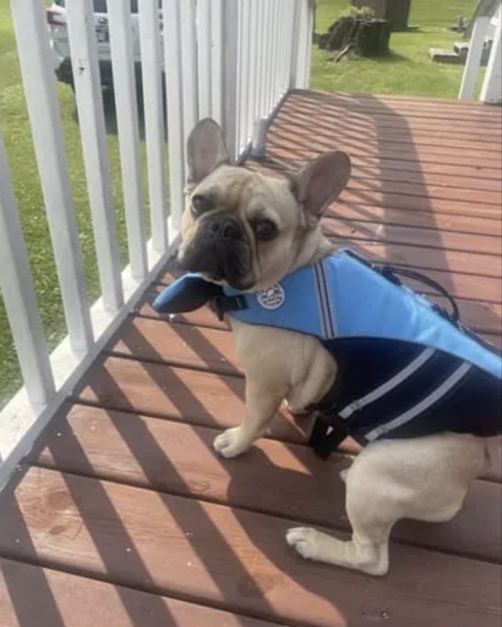 Fawn French bulldog in a blue life jacket on a sunny deck