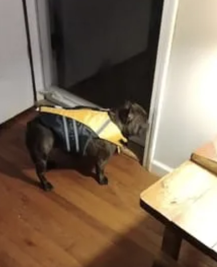 French bulldog in a yellow life jacket at home