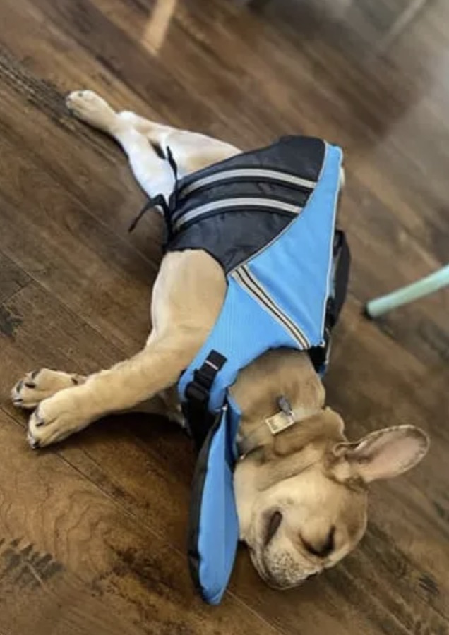 French bulldog lying on its back wearing a blue life jacket