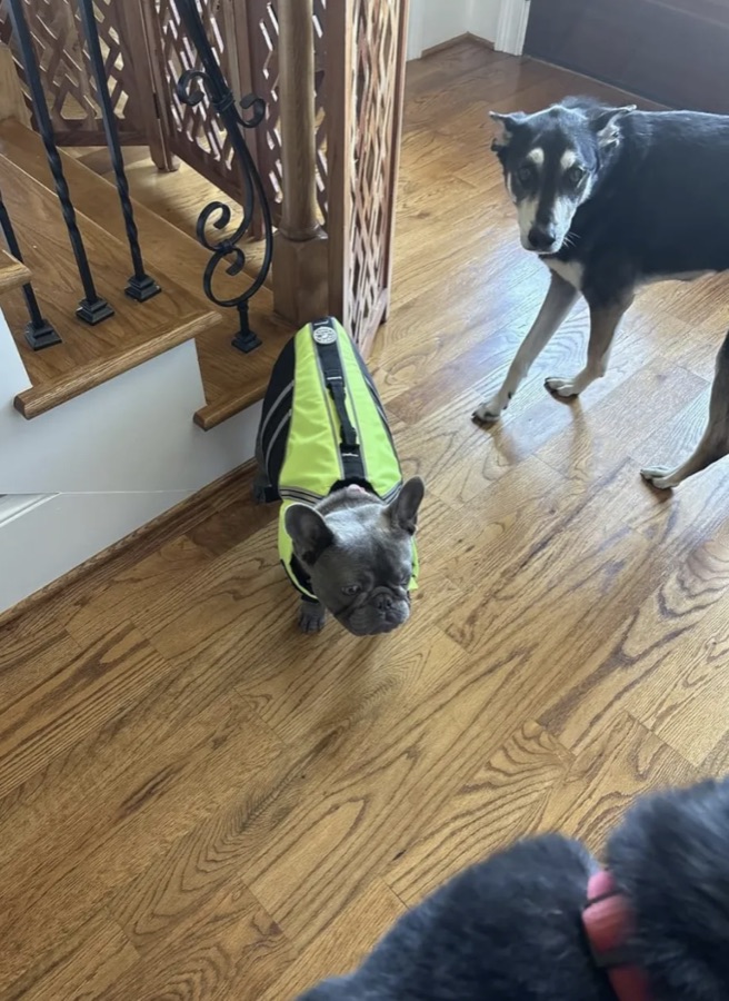 French bulldog wearing a hi-vis life jacket indoors
