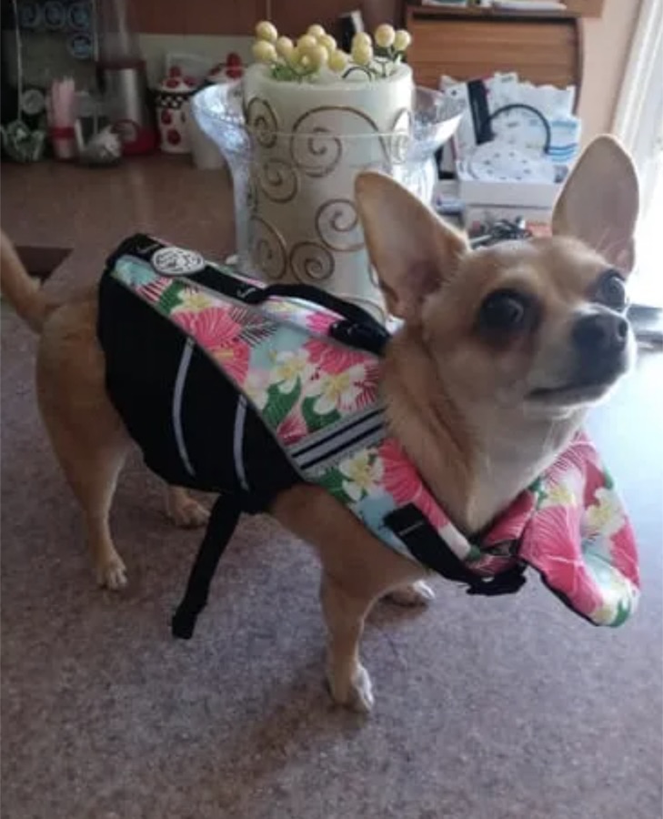 Chihuahua wearing a floral life jacket indoors