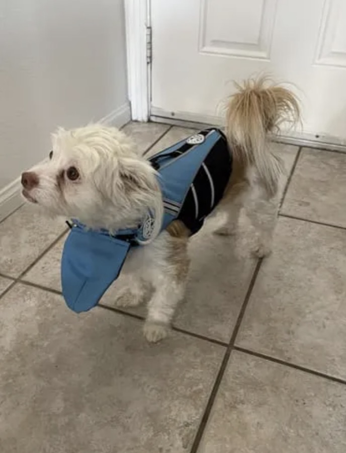 Small white dog wearing a blue and grey life jacket indoors