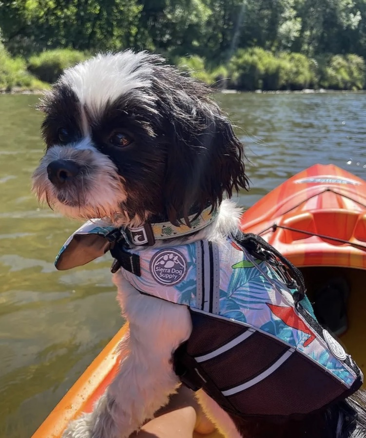 Shih tzu in a floral life jacket sitting on a kayak