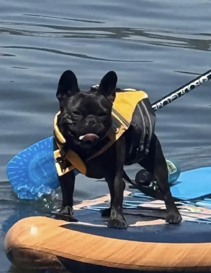 Black French bulldog in a life jacket on a paddleboard