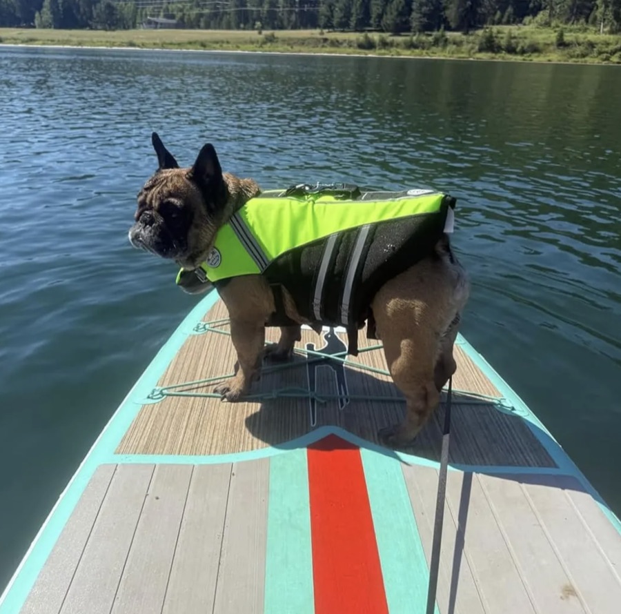French bulldog in a hi-vis green life jacket on a paddleboard