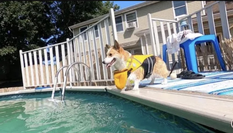 Corgi in a yellow life jacket beside a swimming pool
