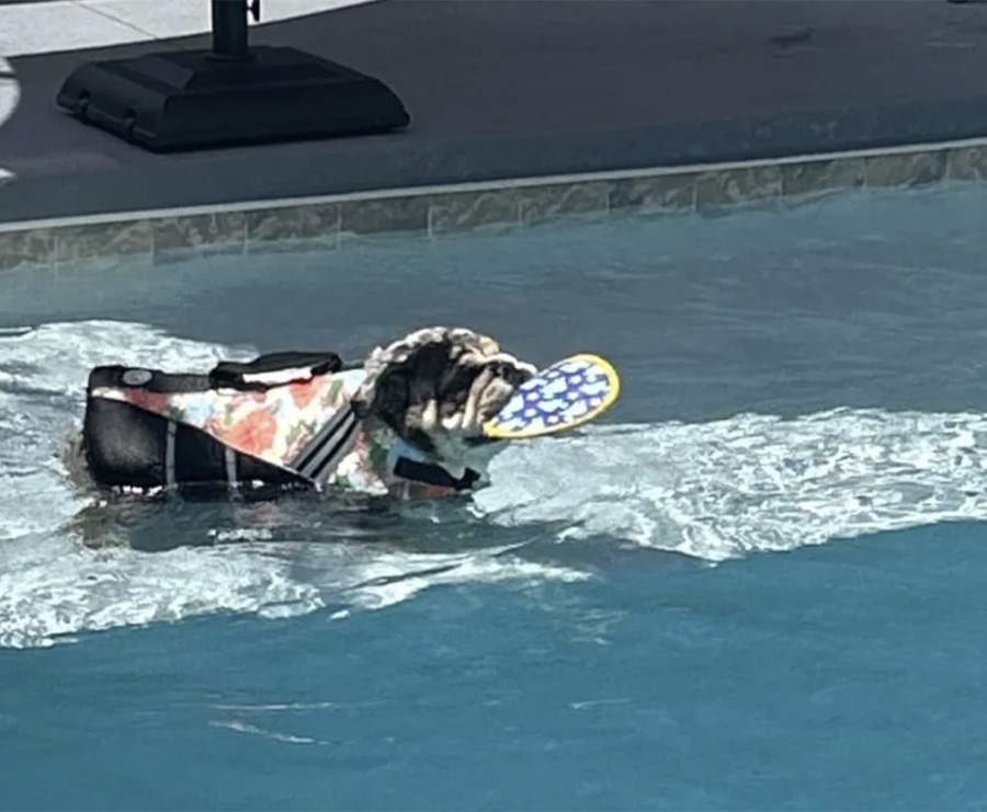 Dog swimming across a pool in a floral life jacket