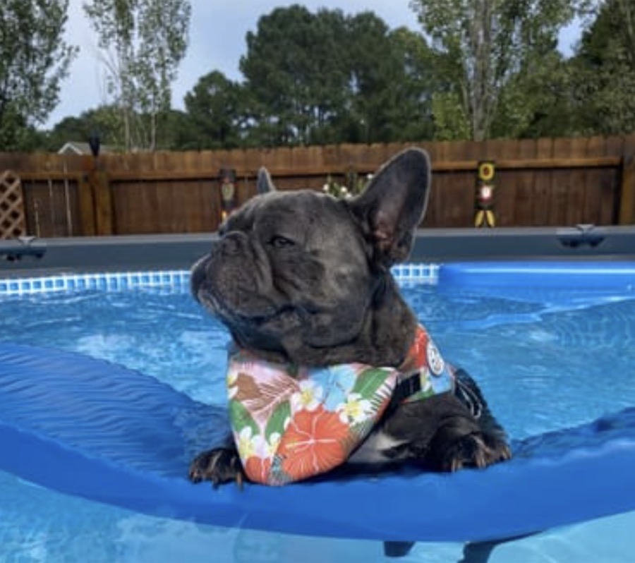 French bulldog in a floral life jacket on a pool float