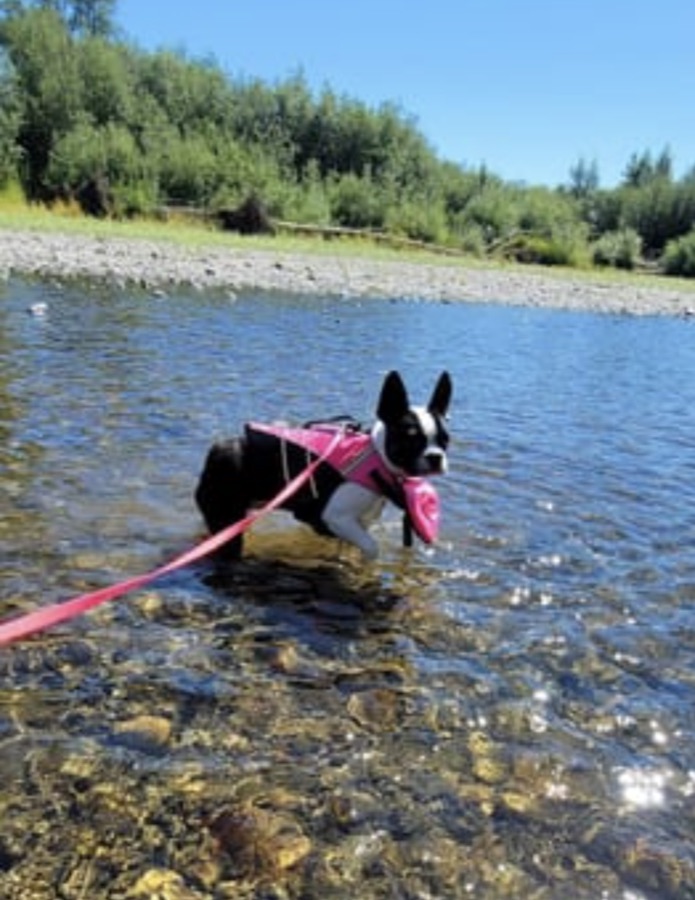 Boston terrier in a pink life jacket standing in a shallow river