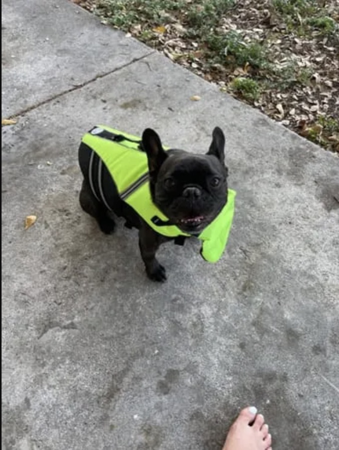 Black French bulldog in a hi-vis life jacket outdoors