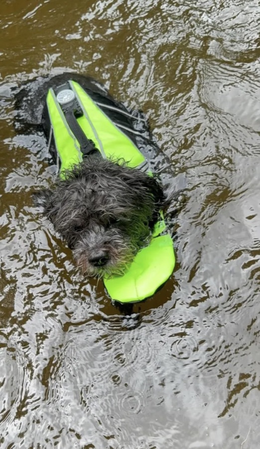 Small grey terrier swimming in a river wearing a hi-vis life jacket